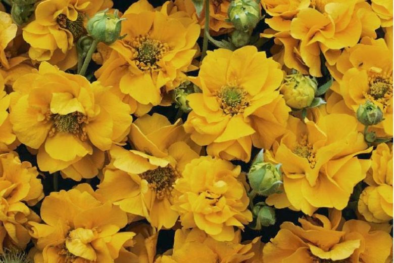 Geum Flore Plena Sunrise, Flore Plena Sunrise Avens, Yellow Geum, Yellow Avens, Yellow Flowers