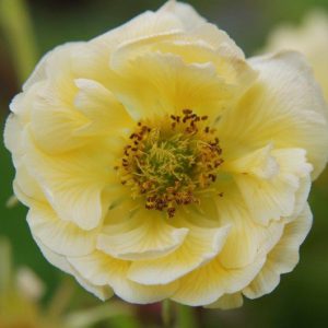 Geum Gimlet, Gimlet Avens, Yellow Geum, Yellow Avens, Yellow Flowers