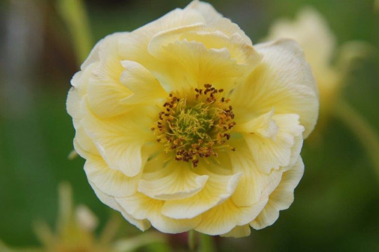 Geum Gimlet, Gimlet Avens, Yellow Geum, Yellow Avens, Yellow Flowers