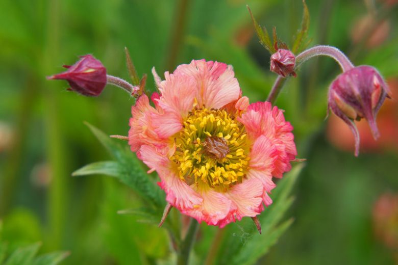 Geum 'Mai Tai', 'Mai Tai' Avens, Pink Geum, Pink Avens, Pink Flowers