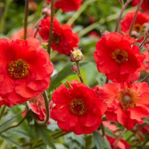 Geum 'Mrs J. Bradshaw', 'Mrs J. Bradshaw' Avens, Red Geum, Red Avens, Red Flowers
