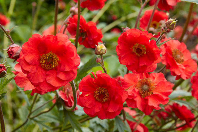 Geum 'Mrs J. Bradshaw', 'Mrs J. Bradshaw' Avens, Red Geum, Red Avens, Red Flowers