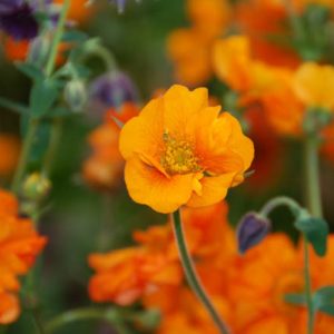 Geum 'Prinses Juliana', 'Prinses Juliana' Avens, Orange Geum, Orange Avens, Orange Flowers