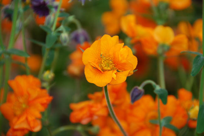 Geum 'Prinses Juliana', 'Prinses Juliana' Avens, Orange Geum, Orange Avens, Orange Flowers