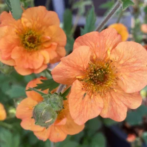 Geum Totally Tangerine, Totally Tangerine Avens, Orange Geum, Orange Avens, Orange Flowers