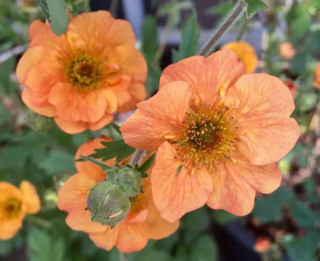 Geum Totally Tangerine, Totally Tangerine Avens, Orange Geum, Orange Avens, Orange Flowers