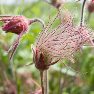 Geum Triflorum, Prairie Smoke, Grandfather's Beard, Lion's Beard, Old Man's Whiskers, Purple Avens, Torch Flower, Long-Plumed Purple Avens