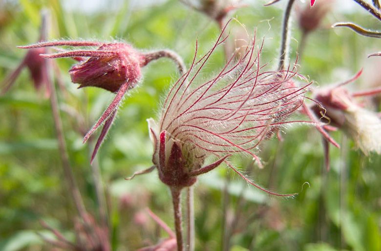 Geum Triflorum, Prairie Smoke, Grandfather's Beard, Lion's Beard, Old Man's Whiskers, Purple Avens, Torch Flower, Long-Plumed Purple Avens