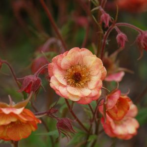 Geum Wet Kiss, Wet Kiss Avens, Red Geum, Red Avens, Red Flowers