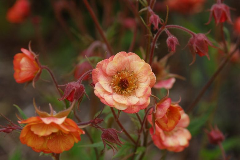 Geum Wet Kiss, Wet Kiss Avens, Red Geum, Red Avens, Red Flowers