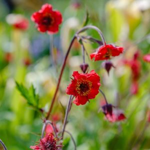 Geum rivale Leonard's Variety, Water Avens Leonard's Variety, Chocolate Root Leonard's Variety,  Indian Chocolate Leonard's Variety, Purple Avens Leonard's Variety