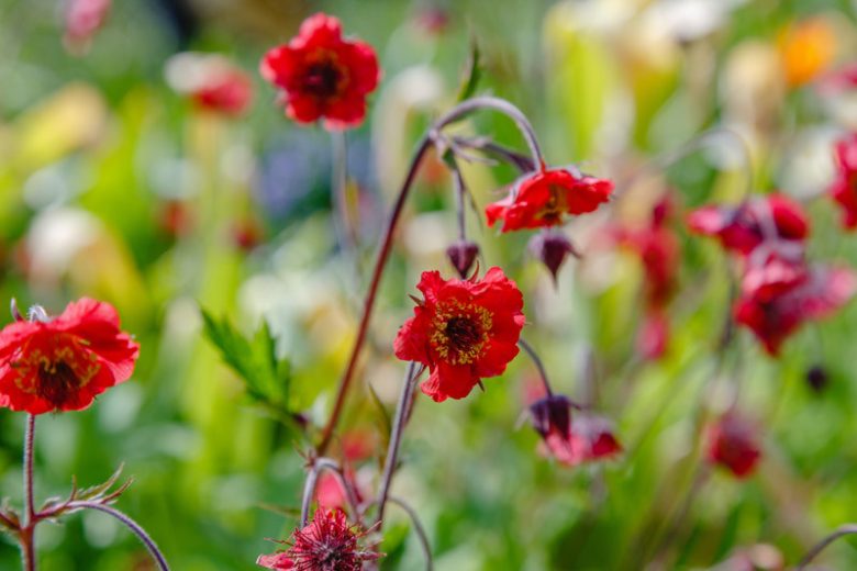 Geum rivale Leonard's Variety, Water Avens Leonard's Variety, Chocolate Root Leonard's Variety,  Indian Chocolate Leonard's Variety, Purple Avens Leonard's Variety