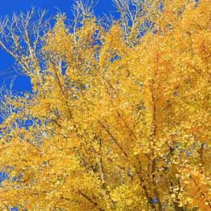 Ginkgo biloba 'Autumn Gold',Maidenhair Tree 'Autumn Gold', Fossil Tree 'Autumn Gold', Icho 'Autumn Gold', Fall color,