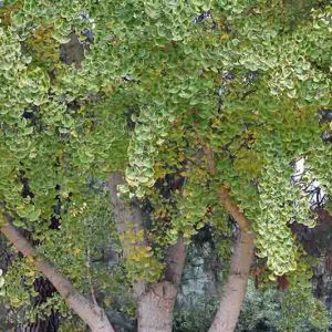 Ginkgo biloba 'Fairmont',Maidenhair Tree 'Fairmont', Fossil Tree 'Fairmont', Icho 'Fairmont', Fall color,