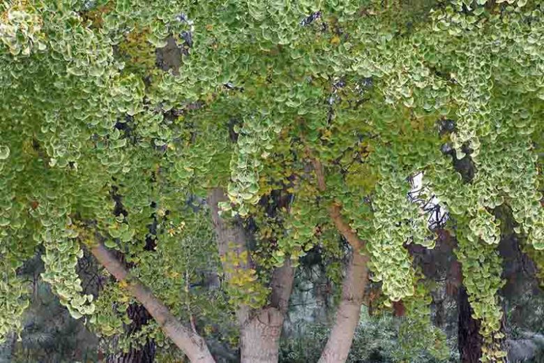 Ginkgo biloba 'Fairmont',Maidenhair Tree 'Fairmont', Fossil Tree 'Fairmont', Icho 'Fairmont', Fall color,