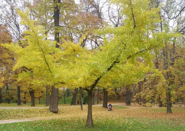 Ginkgo biloba 'Horizontalis',Maidenhair Tree 'Horizontalis', Fossil Tree 'Horizontalis', Icho 'Horizontalis', Fall color, Yellow Leaves