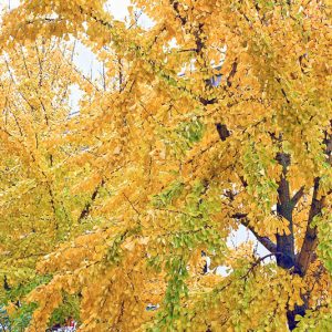 Ginkgo biloba,Maidenhair Tree, Fossil Tree, Icho, Fall color,