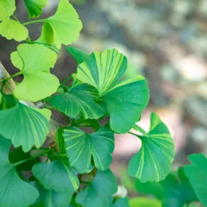 Ginkgo biloba 'Majestic Butterfly',Maidenhair Tree 'Majestic Butterfly', Fossil Tree 'Majestic Butterfly', Icho 'Majestic Butterfly', Fall color,