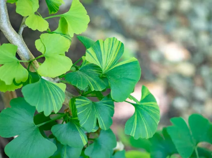 Ginkgo biloba 'Majestic Butterfly',Maidenhair Tree 'Majestic Butterfly', Fossil Tree 'Majestic Butterfly', Icho 'Majestic Butterfly', Fall color,