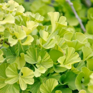 Ginkgo biloba 'Peve Maribo',Maidenhair Tree 'Peve Maribo, Fossil Tree 'Peve Maribo', Icho 'Peve Maribo', Fall color, Yellow Leaves, Dwarf Ginkgo