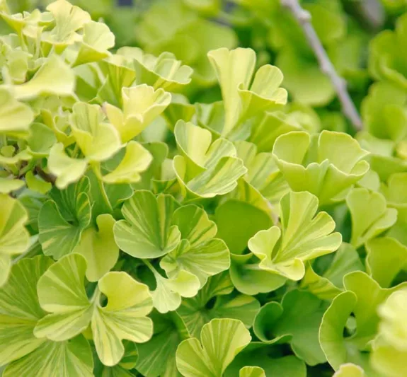Ginkgo biloba 'Peve Maribo',Maidenhair Tree 'Peve Maribo, Fossil Tree 'Peve Maribo', Icho 'Peve Maribo', Fall color, Yellow Leaves, Dwarf Ginkgo