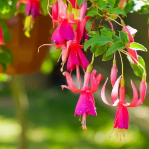 Hardy fuchsia, hardy fuchsias, flowering shrubs, summer flowers, fall flowers, hanging baskets
