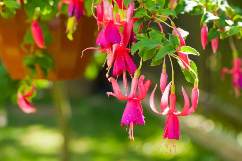 Hardy fuchsia, hardy fuchsias, flowering shrubs, summer flowers, fall flowers, hanging baskets