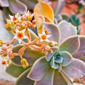 Graptoveria 'Fred Ives','Fred Ives' Graptoveria, Echeveria 'Fred Ives',  Pink echeveria, Purple echeveria, pink succulent, purple succulent, Orange echeveria, Orange succulent