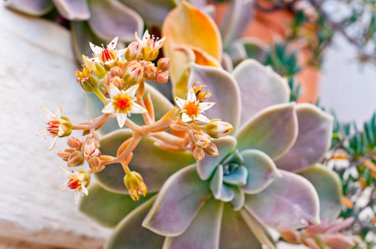 Graptoveria 'Fred Ives','Fred Ives' Graptoveria, Echeveria 'Fred Ives',  Pink echeveria, Purple echeveria, pink succulent, purple succulent, Orange echeveria, Orange succulent