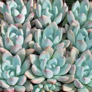 Graptoveria 'Moonglow',Moonglow Graptoveria, Echeveria 'Moonglow',  Pink echeveria, Purple echeveria, pink succulent, purple succulent, Orange echeveria, Orange succulent