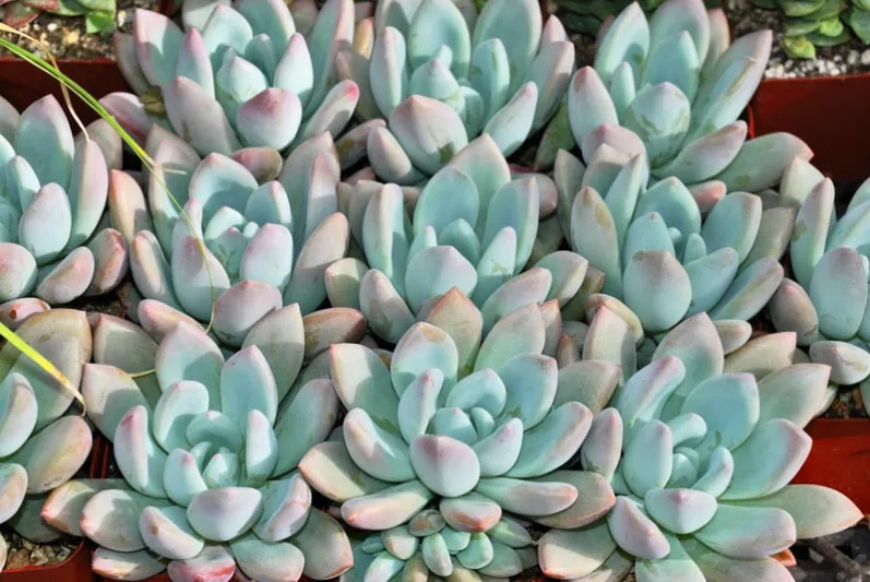 Graptoveria 'Moonglow',Moonglow Graptoveria, Echeveria 'Moonglow',  Pink echeveria, Purple echeveria, pink succulent, purple succulent, Orange echeveria, Orange succulent