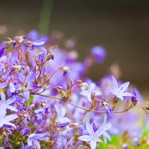 campanula, Bellflowers, Canterbury Bells, Harenbells, Cups and Saucers, Carpathian Bellflowers, Serbian Bellflowers, rock gardens