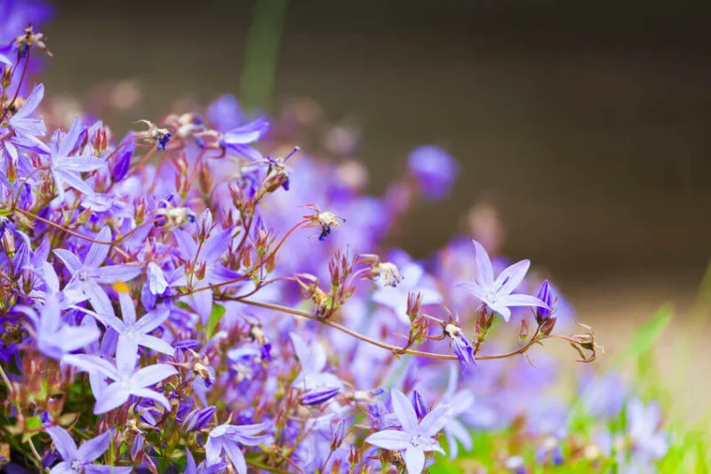 campanula, Bellflowers, Canterbury Bells, Harenbells, Cups and Saucers, Carpathian Bellflowers, Serbian Bellflowers, rock gardens