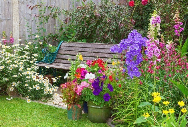 campanula, Bellflowers, Canterbury Bells, Harenbells, Cups and Saucers, garden bed, Garden Border, Cottage Gardens