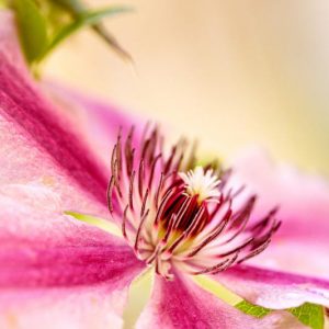 Best Clematis, New England, New England Gardening, Pink Clematis, Blue Clematis, White Clematis, Red Clematis, Purple Clematis