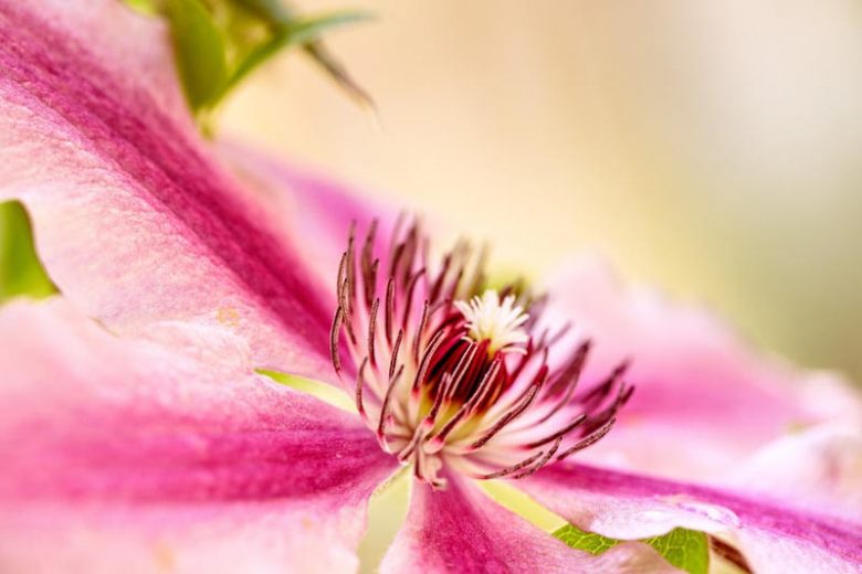Best Clematis, New England, New England Gardening, Pink Clematis, Blue Clematis, White Clematis, Red Clematis, Purple Clematis