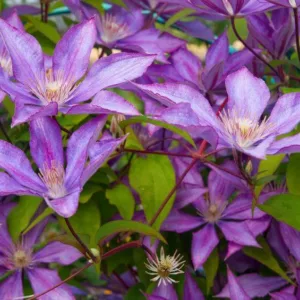 Best Clematis, Coastal South, Coastal South Gardening, Pink Clematis, Blue Clematis, White Clematis, Red Clematis, Purple Clematis