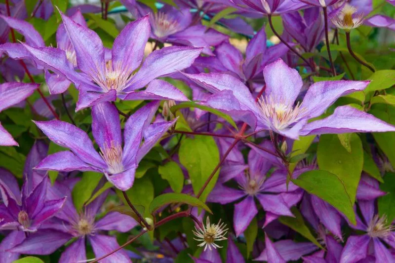 Best Clematis, Coastal South, Coastal South Gardening, Pink Clematis, Blue Clematis, White Clematis, Red Clematis, Purple Clematis