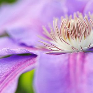 Best Clematis, Midwest, Midwest Gardening, Pink Clematis, Blue Clematis, White Clematis, Red Clematis, Purple Clematis