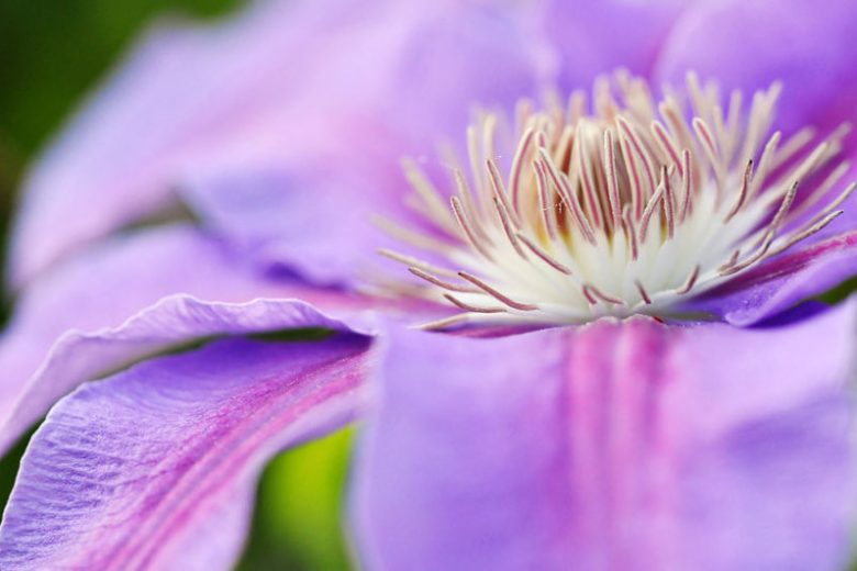 Best Clematis, Midwest, Midwest Gardening, Pink Clematis, Blue Clematis, White Clematis, Red Clematis, Purple Clematis