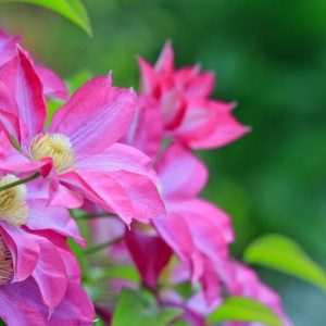 Best Clematis, Pacific Northwest, Pacific Northwest Gardening, Pink Clematis, Blue Clematis, White Clematis, Red Clematis, Purple Clematis
