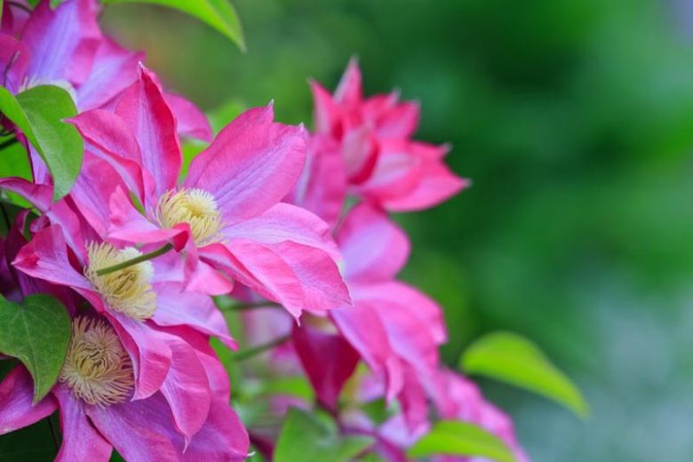 Best Clematis, Pacific Northwest, Pacific Northwest Gardening, Pink Clematis, Blue Clematis, White Clematis, Red Clematis, Purple Clematis