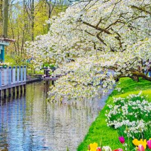 Flowering Crabapples, Crabapples, Malus, Plant Combinations, Border Ideas, Spring Borders, Summer Borders, Companion Plants, Fragrant Treess, Small Trees, Winter Fruit, Fall Fruit