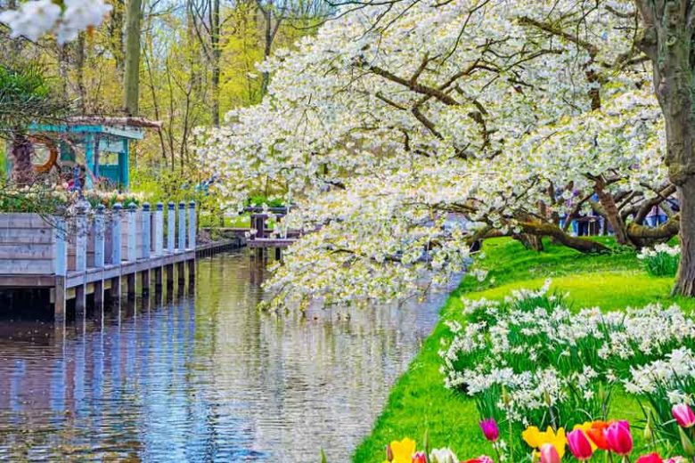 Flowering Crabapples, Crabapples, Malus, Plant Combinations, Border Ideas, Spring Borders, Summer Borders, Companion Plants, Fragrant Treess, Small Trees, Winter Fruit, Fall Fruit