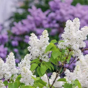 Lilacs, Plant Combinations, Border Ideas, Spring Borders, Summer Borders, Companion Plants, Syringa, Fragrant Shrubs, Small Shrubs, Syringa vulgaris, Common Lilac, Dwarf Lilacs, Reblooming Lilacs