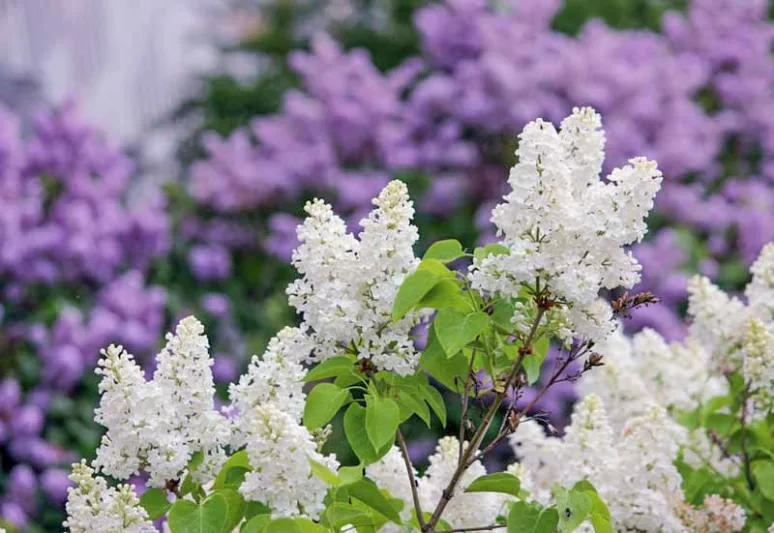 Lilacs, Plant Combinations, Border Ideas, Spring Borders, Summer Borders, Companion Plants, Syringa, Fragrant Shrubs, Small Shrubs, Syringa vulgaris, Common Lilac, Dwarf Lilacs, Reblooming Lilacs