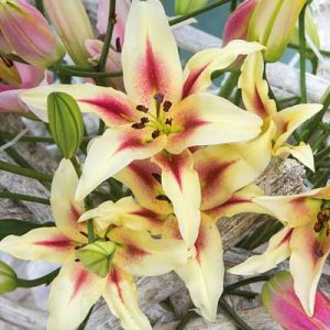 Highly popular, Asiatic hybrid Lilies are among the earliest to bloom in early-mid summer, and the easiest to grow.