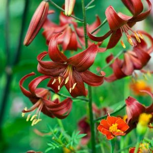 Companion Plants for Lilies, Species Lilies, Asiatic Lilies, Oriental Lilies, Trumpet Lilies, Easter Lilies, Companion Planting