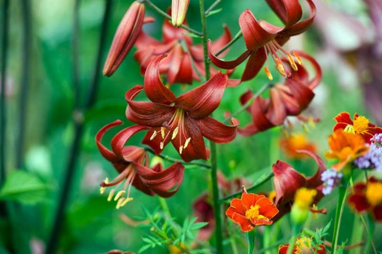 Companion Plants for Lilies, Species Lilies, Asiatic Lilies, Oriental Lilies, Trumpet Lilies, Easter Lilies, Companion Planting