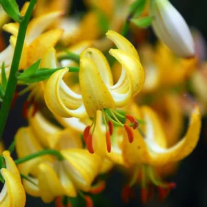 Martagon Lilies, Turk's Cap Lilies, Mountain Lilies, Martagon Hybrid Lilies, Companion Planting